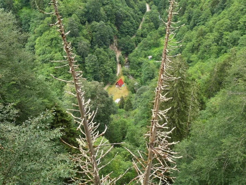 Alone in nature - Image 1
