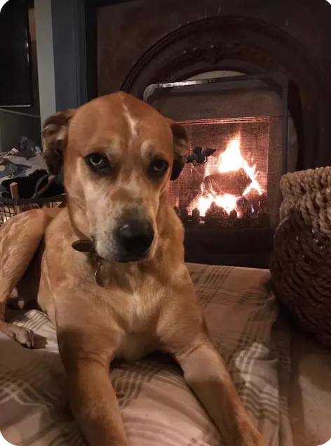 Stylish, dog friendly, cosy house with open fire - Image 1