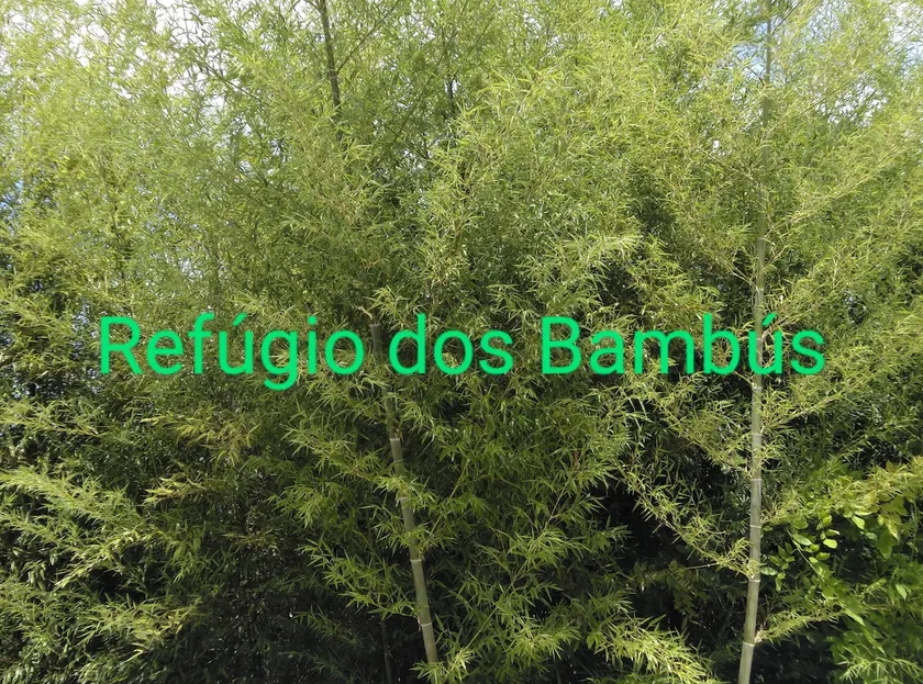 Bamboo Refuge - Country House - Image 1