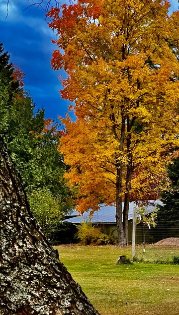 Up North Escape •Near Legs Inn and Tunnel of Trees - Image 1