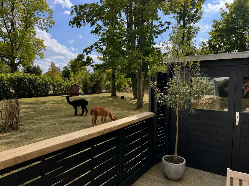 Alpaca Wellness - Image 1