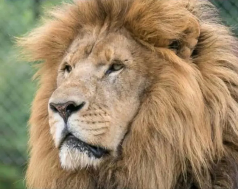 The Lions Den (Next to Local Lion & Tiger Reserve) - Image 1