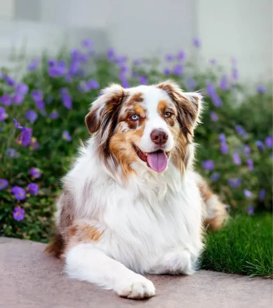 Welcome to Rabbit’s Hollow (Our Dog) - Image 1