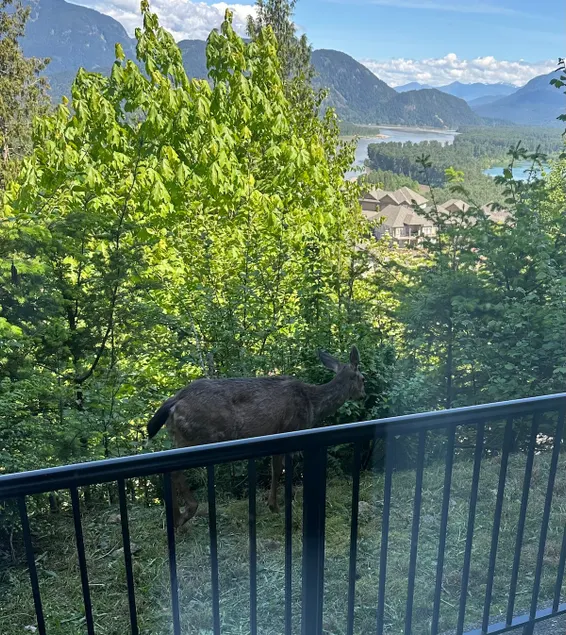DnD BnB 2-bedroom child & pet-friendly suite - Image 1