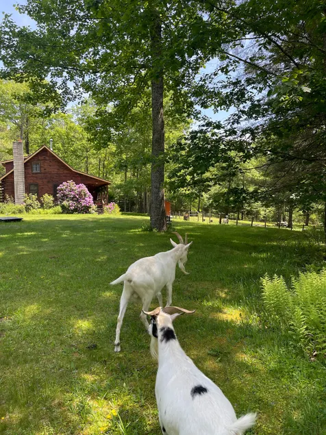 Log Cabin at the Goat Sanctuary - Image 1