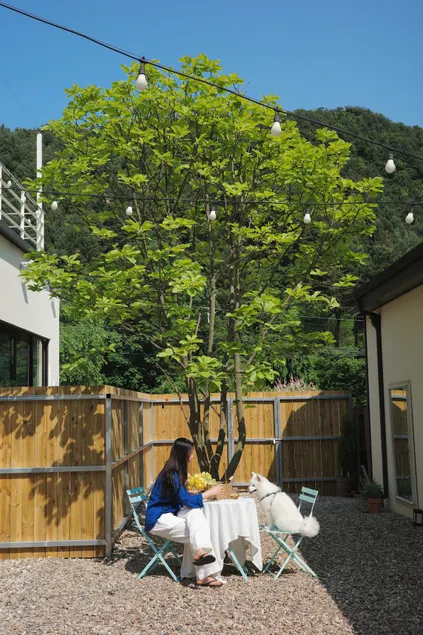 Jijangsan Valley Dog Exclusive Accommodation (Tongchang Forest View) - Image 1