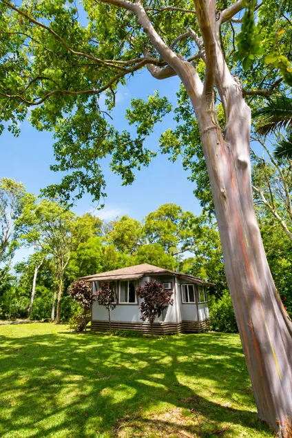 Rainbow Eucalyptus House + Private Yard - Image 1