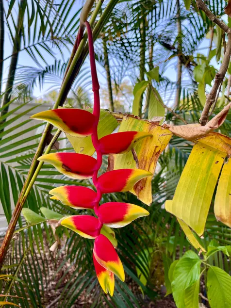 Tropical Retreat w/ charming garden near downtown. - Image 1
