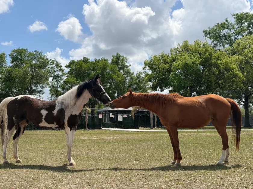 Ranch Pool Resort with Horses jacuzzi nearby park - Image 1