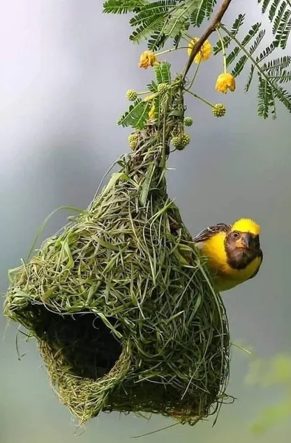The Nest in downtown Wooster aka The Office - Image 1