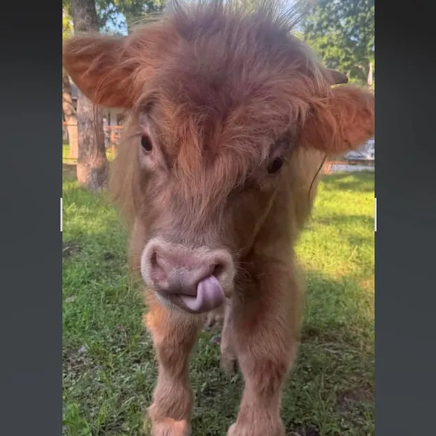 The Bunkhouse Poolside sunsets, mini Highland cows - Image 1