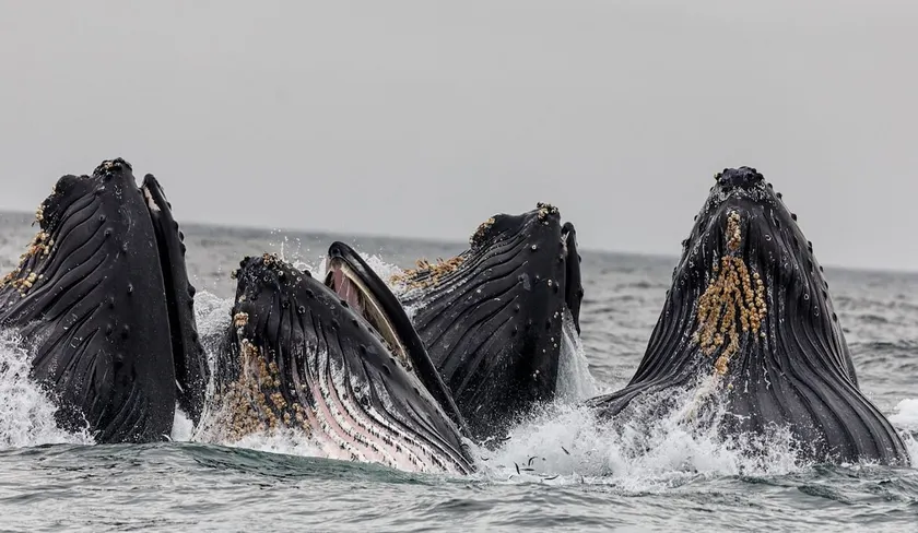 Whale Hello! Avila Oceano Pismo - Image 1