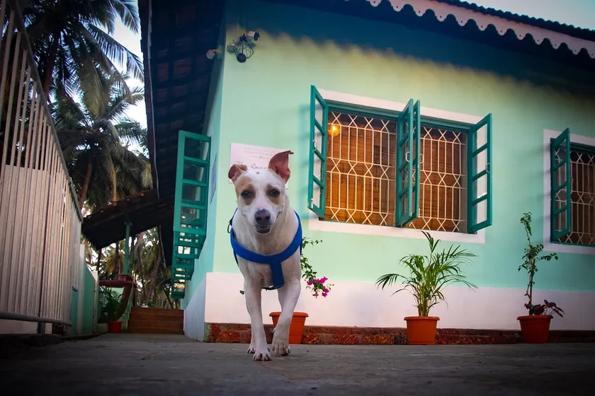Bungalow-South Goa Portuguese heritage beach villa - Image 1