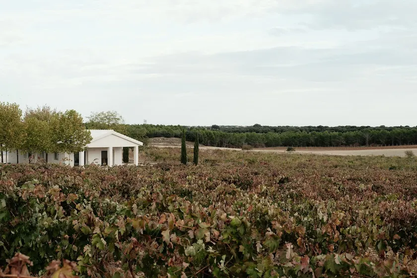 A designer house among vineyards - Image 1