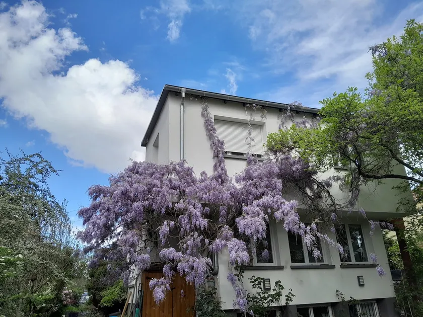 La rose, beautiful brand new apartment in souplex. - Image 1