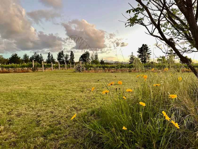 The Vigneron's Cottage at Dragonfly Estate Vineyard - Stanthorpe - Image 1