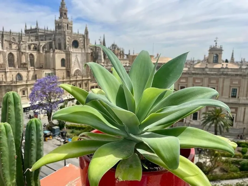 Penthouse in front Giralda. - Image 1