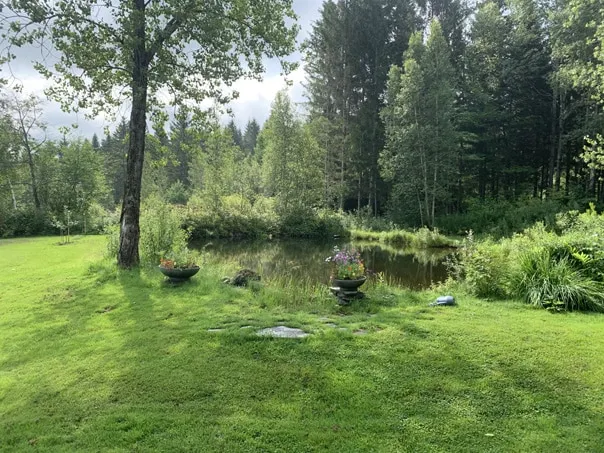 Beautiful open space in our Apalachian vineyard - Image 1