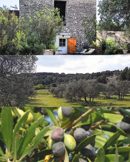 37 m² studio, in an olive grove. - Image 1