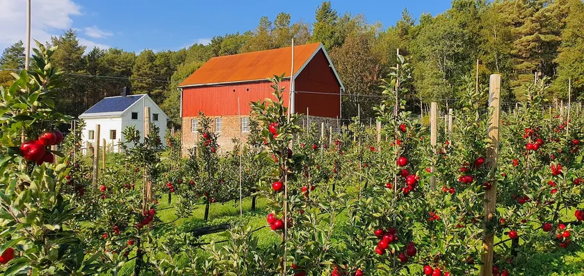 Solbu Apple Orchard - Image 1