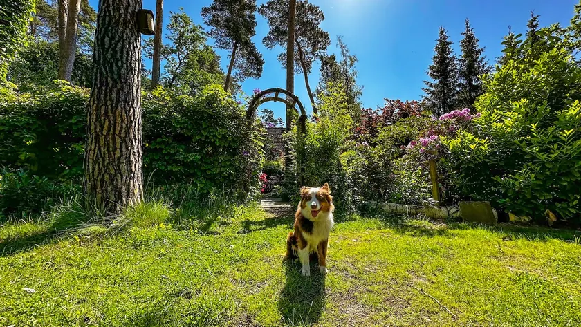 Forest idyll by the lake, whole house in the dog run area - Image 1