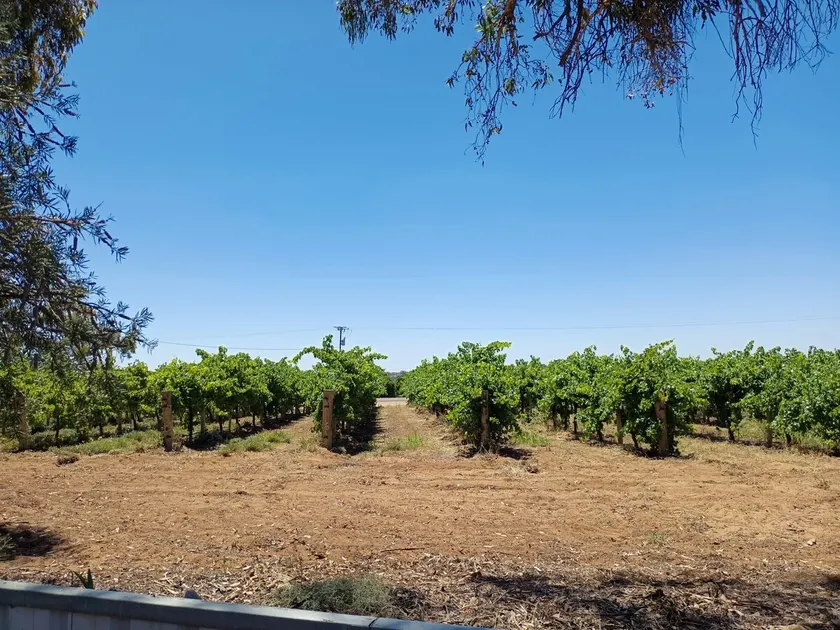 House By The Vines - Image 1