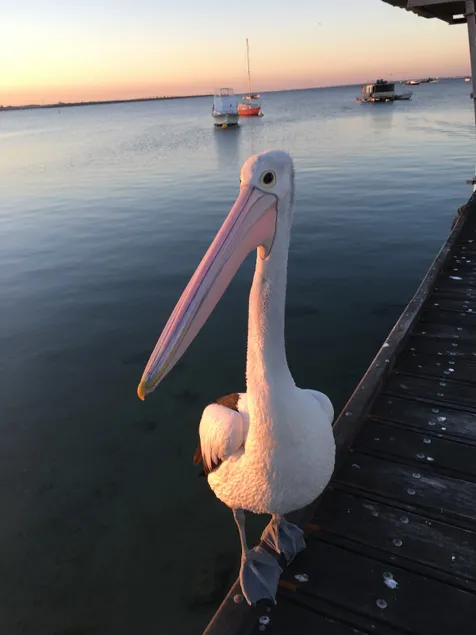 Pelican Vista - Image 1