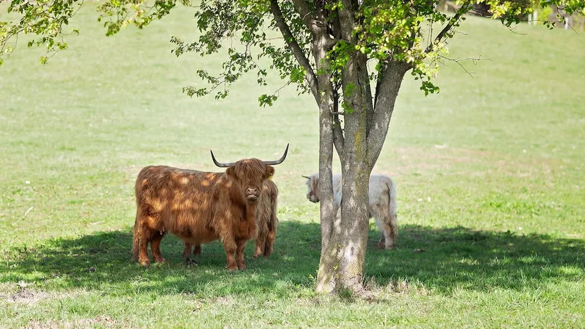 Tiny FishHouse on a Catfish Pond and Fluffy Cows - Image 1