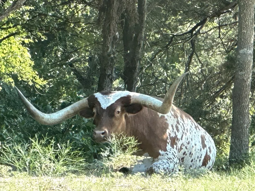 Longhorn casita - Image 1