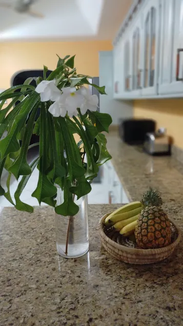 Kay Marni: Your Saint Lucian home - Image 1