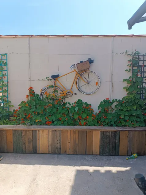 Nasturtiums - Image 1