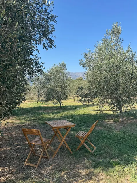 In the heart of the olive grove – T2 - Image 1