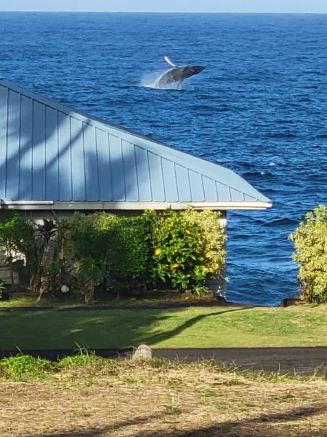 Dolphin House. Pool, Ocean Views/FREE AC - Image 1