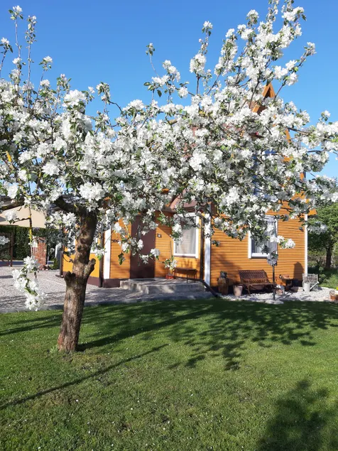 Nice little house - Image 1
