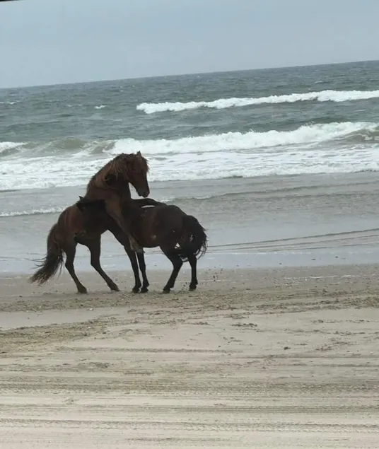OBX Sea Bandits - Image 1