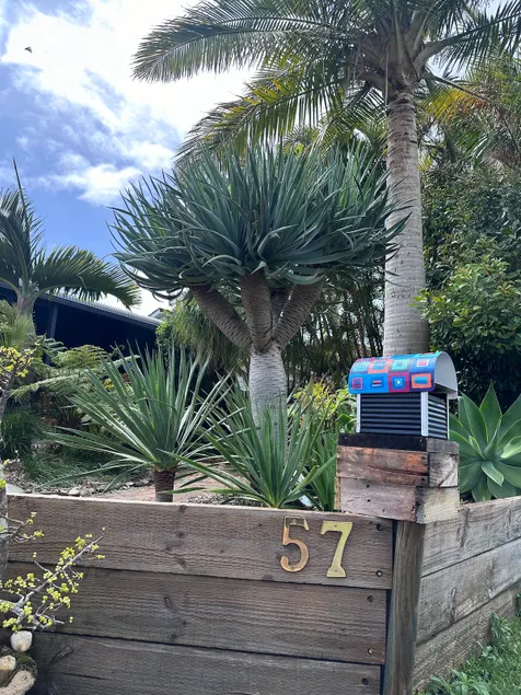 Dragon Trees - Image 1