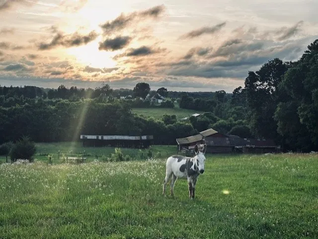 Sunset Hill Pastures - Image 1