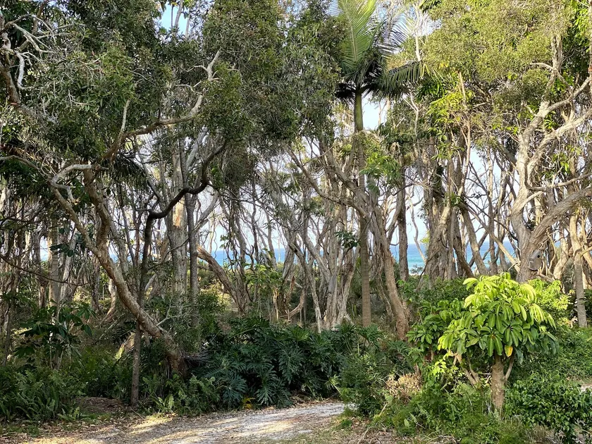 Driftwood on Home Beach - Absolute Beachfront - Image 1