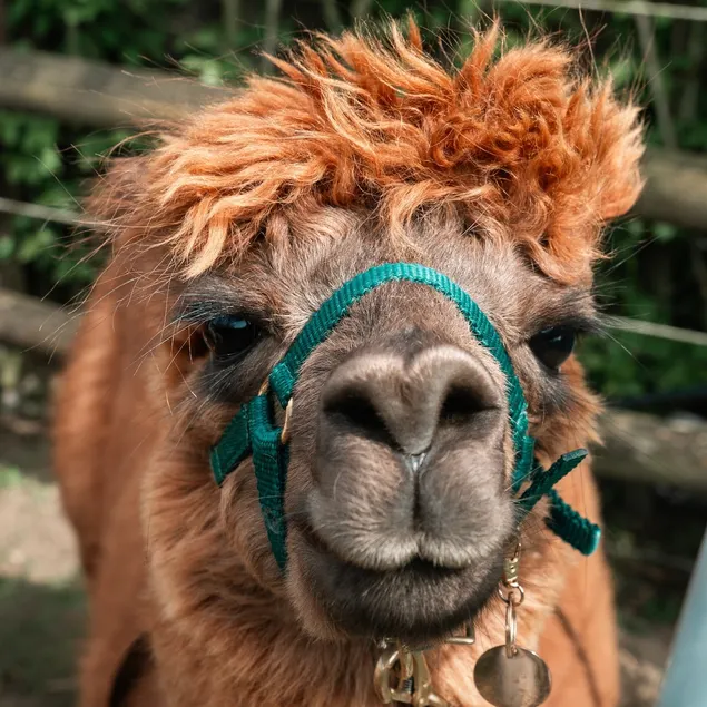 Apartment star tent alpacas - Image 1
