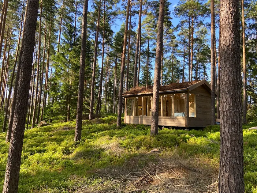 Forest house among blueberries and pine trees - Image 1