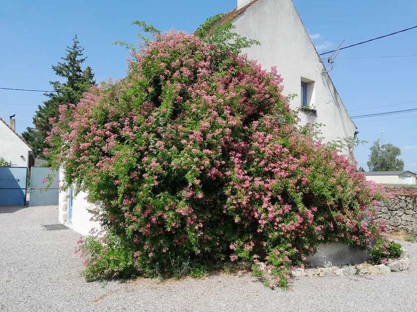 Country house in the heart of the vineyard - Image 1