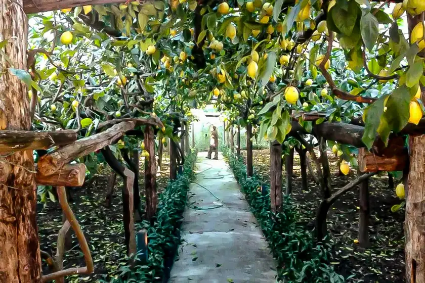Anna's Lemon Garden - Image 1