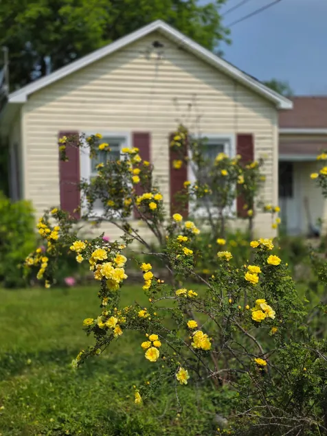 The Yellow Rose Cottage - Image 1