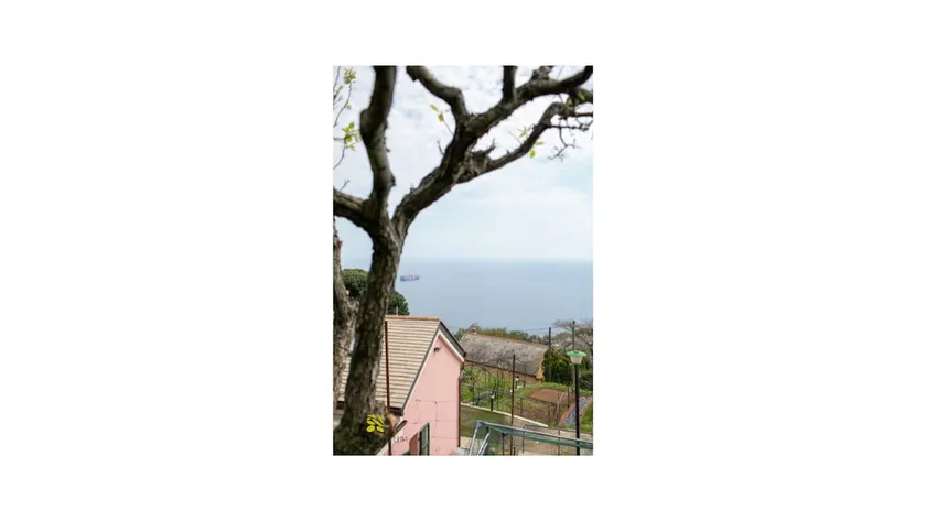 The house among the olive trees for 4 people - Image 1