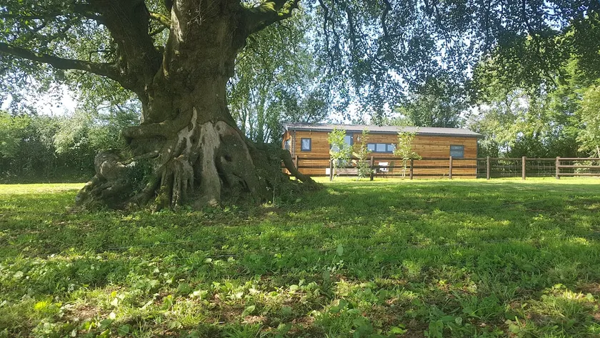 See the Emus at Beech Tree Lodge - Image 1