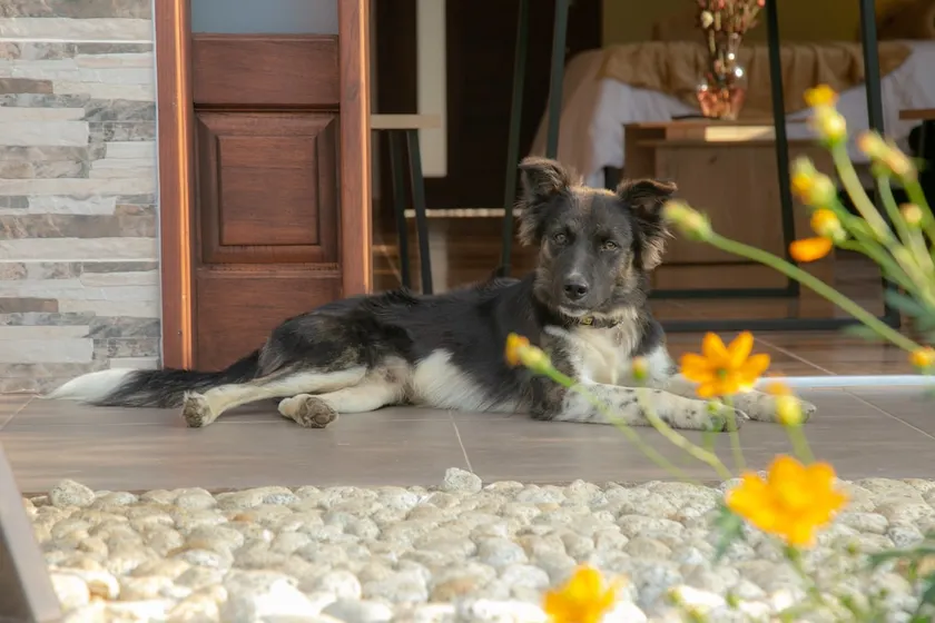 Group getaway with your pet in Jardín - Image 1