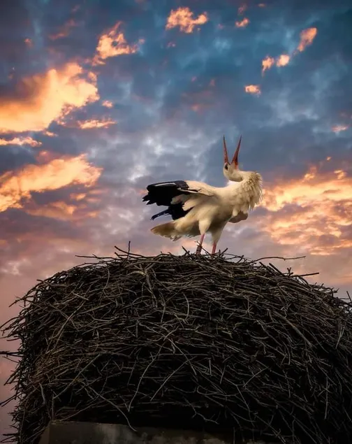 Storchennest - Image 1