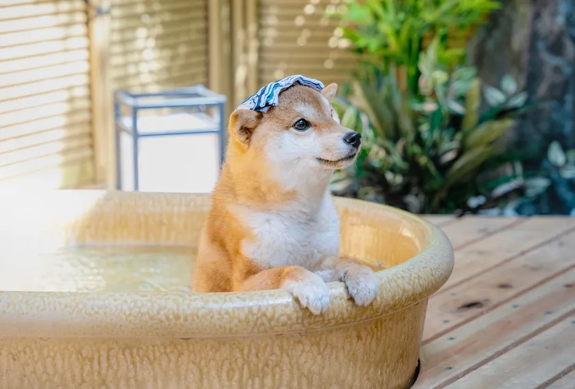 Private rental with open-air hot spring and dog run where you can stay with your dog. Fully equipped with BBQ. - Image 1
