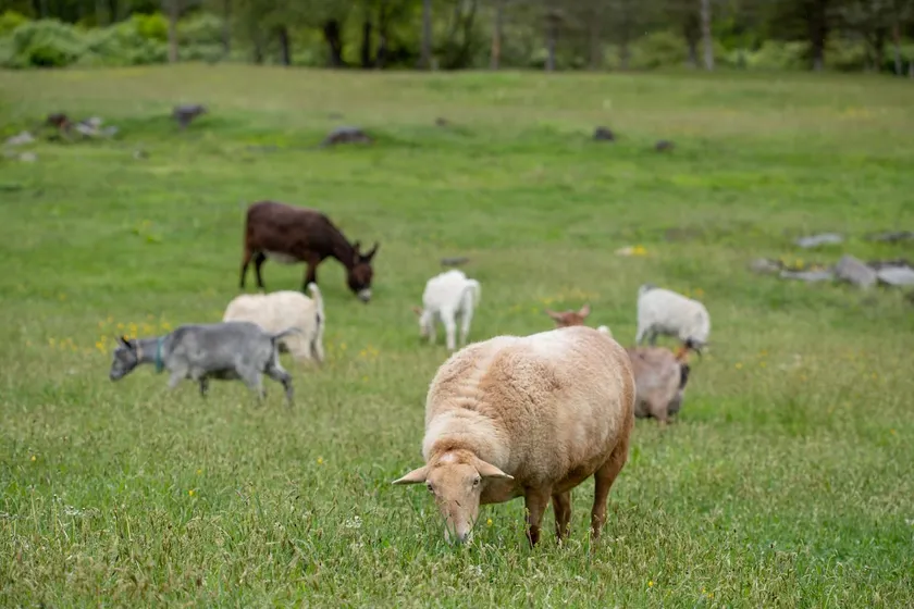 Hudson Valley Farm Getaway- West/Llama Lover Lane - Image 1