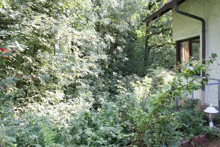FeWo Harling - Waldsamkeit - Image 1